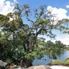 050418Ampefy - Baum_080101_neu
